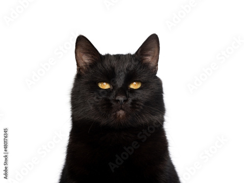 portrait black cat with yellow eyes isolated on white background © fotomaster