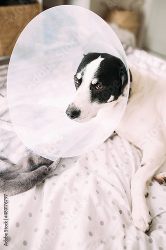 Sick labrador dog with elizabethan collar cone after surgical intervention lying in bed