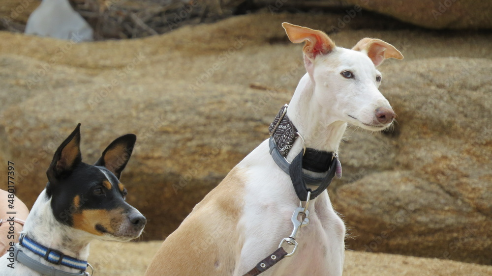 pets watchful couple watch observe dogs