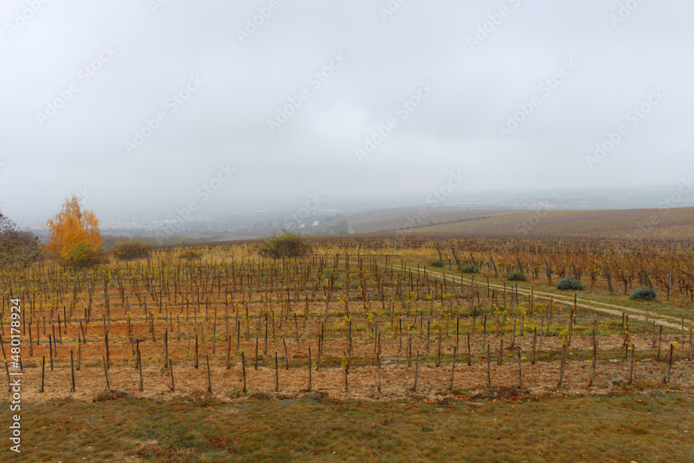 The Moravian region, around Podyji National Park, Czech Republic. Vineyard, wine, landscape. Early in the morning, foggy over the vineyards.