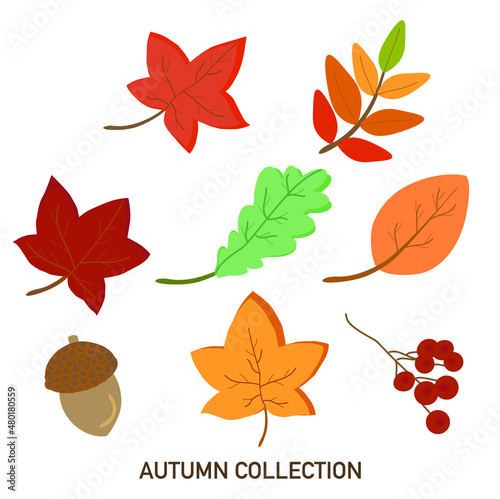 Autumn falling leaves isolated on transparent background. Yellow foliage collection. Rowan, oak, maple, birch and acorns. Colorful autumn leaf set. Vector illustration.
