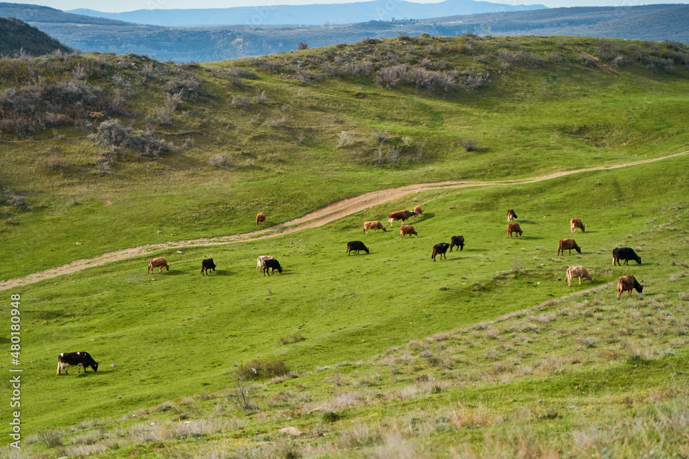 Obraz premium A herd of cows grazes on a green lawn in the mountains