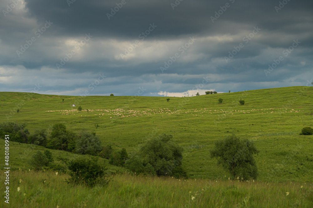 Sheepfold on a hill from country side during a summer sunset. Photo behind the wooden fence. Agriculture and farming.