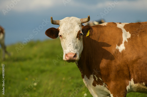 Cows standing and feeding with grass from a hill at the country side. Farming and agriculture. Scene from a farm. © Dragoș Asaftei