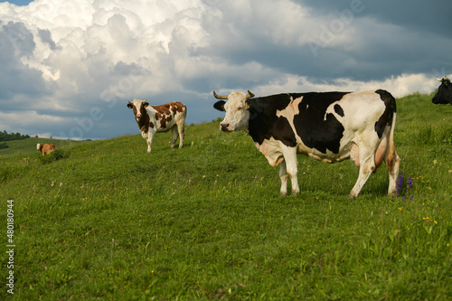 Cows standing and feeding with grass from a hill at the country side. Farming and agriculture. Scene from a farm. © Dragoș Asaftei