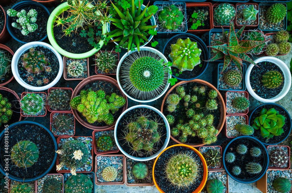 Different types of cacti in pots, top view.