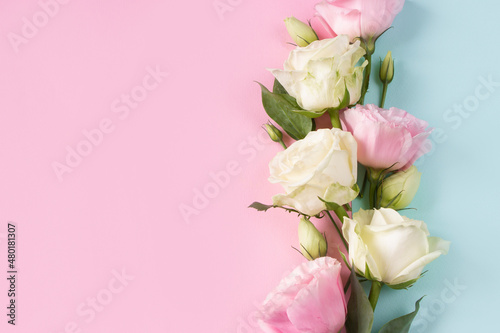 Fototapeta Naklejka Na Ścianę i Meble -  Spring board -white and pink  spring flowers eustoma  on pink and blue background. Template for greeting cards for Mother's day, 8 march, Valentine's day, wedding , birthday cards , sales 