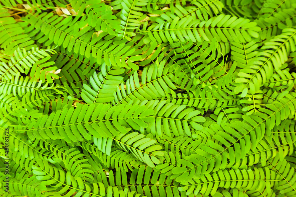 Twigs lying on the ground with leaves of Albizia julibrissin, close-up. Twigs lying on the ground with leaves of Albizia julibrissin, close-up.