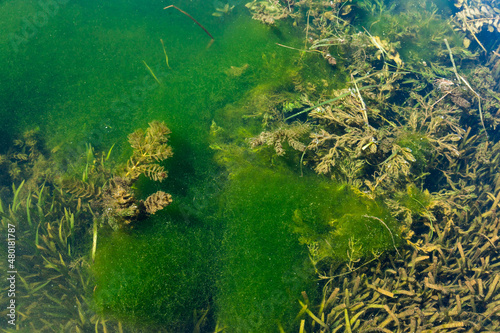 Surface of green swampy water with algae.