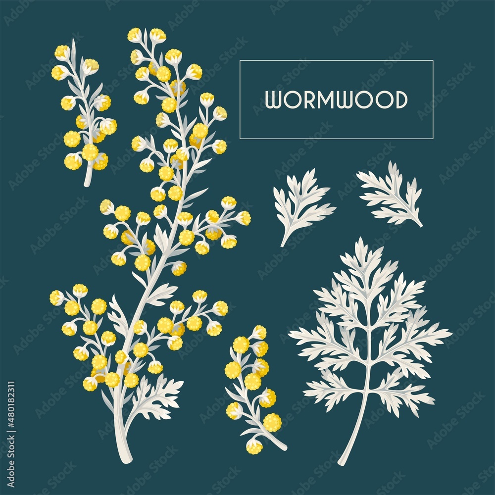 Big vector set of wormwood flowers and leaves