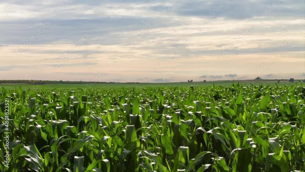 Time lapse clouds over a green maize field