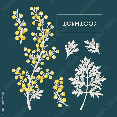 Big vector set of wormwood flowers and leaves photo