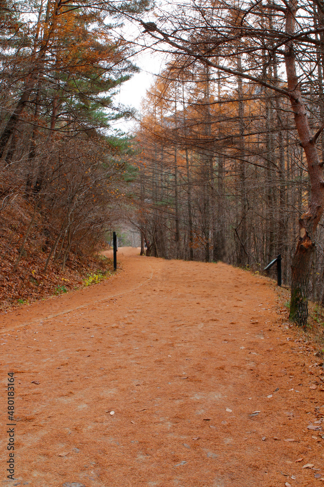 Naklejka premium 길