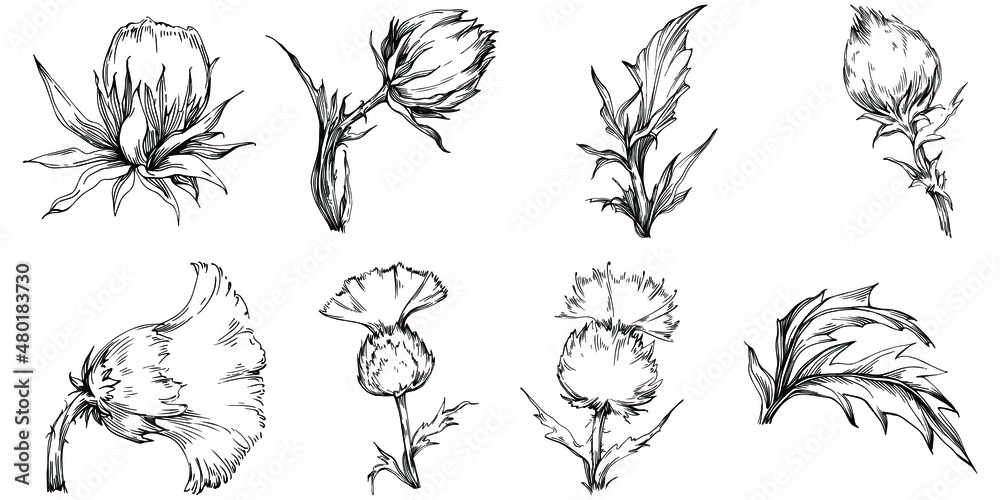 Thistle by hand drawing. Wildflower floral logo or tattoo highly detailed in line art style. Black and white clip art isolated. Antique vintage engraving illustration for emblem. Herbal medicine. Thistle by hand drawing. Wildflower floral logo or tattoo highly detailed in line art style. Black and white clip art isolated. Antique vintage engraving illustration for emblem. Herbal medicine.