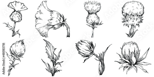 Wallpaper Mural Thistle by hand drawing. Wildflower floral logo or tattoo highly detailed in line art style. Black and white clip art isolated. Antique vintage engraving illustration for emblem. Herbal medicine. Torontodigital.ca