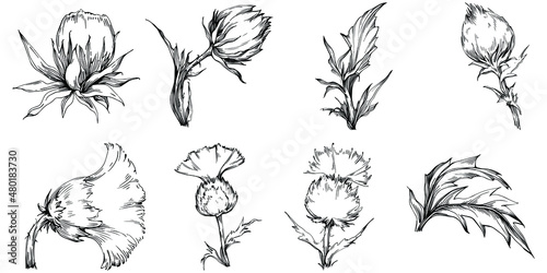 Thistle by hand drawing. Wildflower floral logo or tattoo highly detailed in line art style. Black and white clip art isolated. Antique vintage engraving illustration for emblem. Herbal medicine.