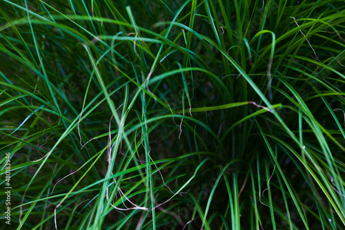 Background of green, tall grass close-up top view.