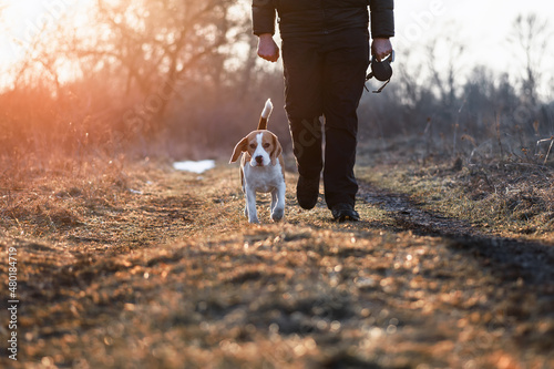 Dog walking outdoors. Cute beagle dog walking directly next to owner on 