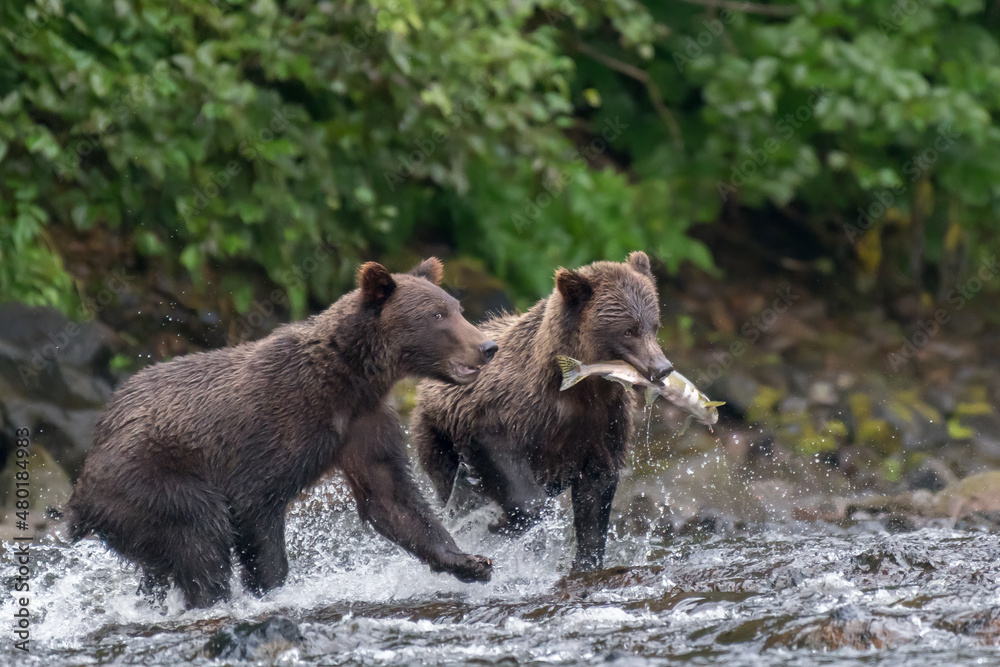 Coastal Brown (Grizzly) Bear (Ursus arctos) running through an river carrying a salmon with another bear running alongside.