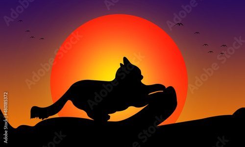 Fototapeta Naklejka Na Ścianę i Meble -  A silhouette cat standing on a rock at sunset