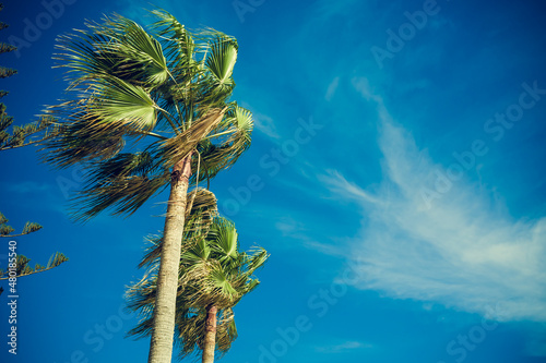 Tall palm trees of Cyprus Nissi Beach on Windy day retro vintage toned copy space photo