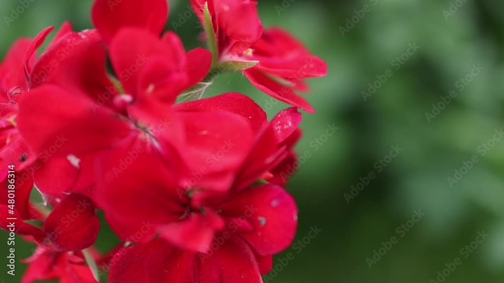 bright red flower bud of blooming pelargonium in sun beams. geranium in bloom petals on green leaves blurred background. mom's Mother's Day spring holiday greeting or women's day, love mood concept bright red flower bud of blooming pelargonium in sun beams. geranium in bloom petals on green leaves blurred background. mom's Mother's Day spring holiday greeting or women's day, love mood concept