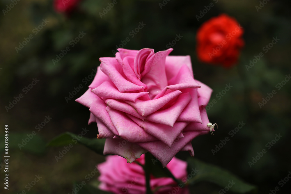 One gorgeous pink rose blooms in the summer garden. One gorgeous pink rose blooms in the summer garden.