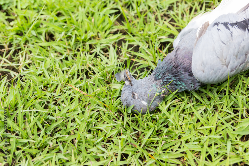 dead pigeon dead pigeon