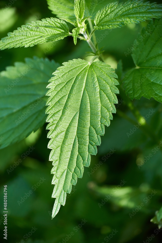 Close-up of beautiful nettle leaf against backdrop of setting sun. Nettle stalk Close-up of beautiful nettle leaf against backdrop of setting sun. Nettle stalk