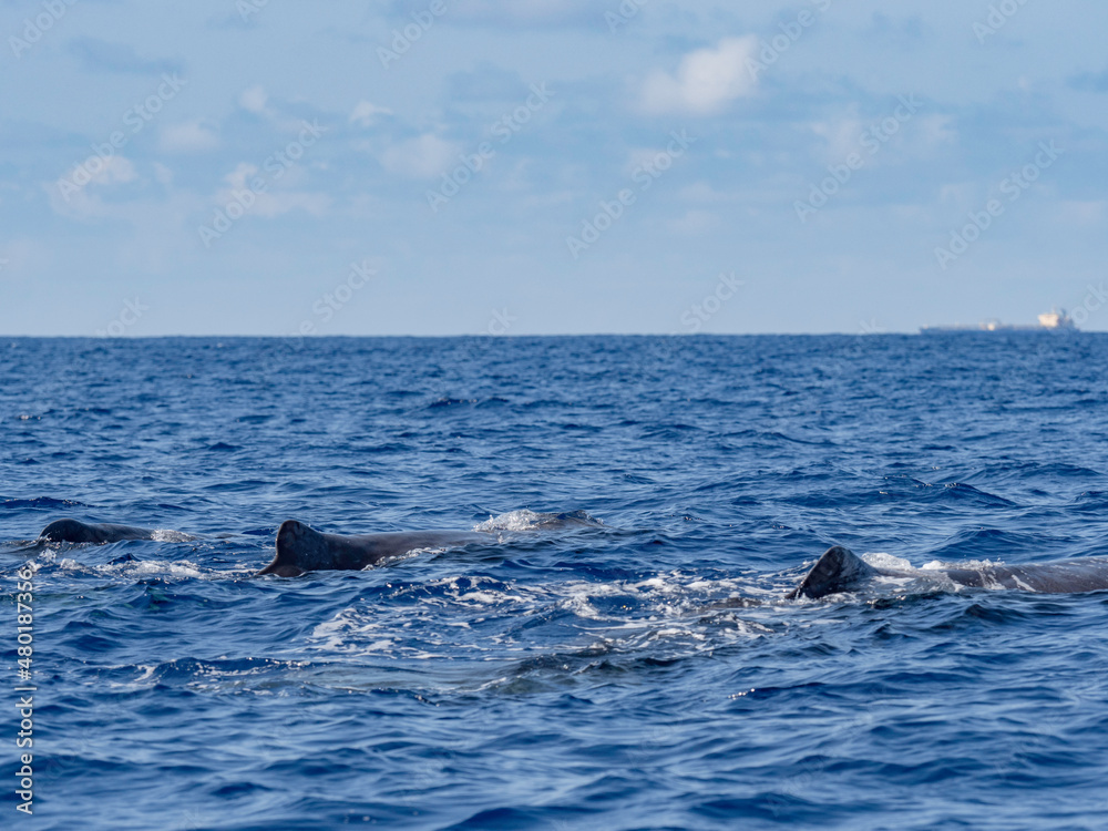 Sperm whale sighting in Azores Island Atlantic Ocean