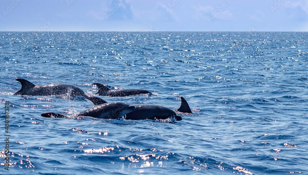 dolphins sighting in Azores Island Atlantic Ocean