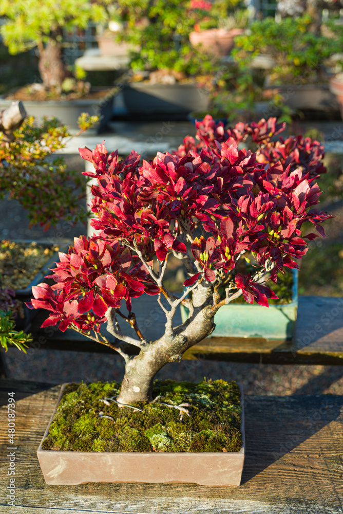 Amazing bonsai tree, care and cultivation. Beautiful autumn colors. Bonsai care and creative art in Japan. Trees are described as miniature imitations of nature.
