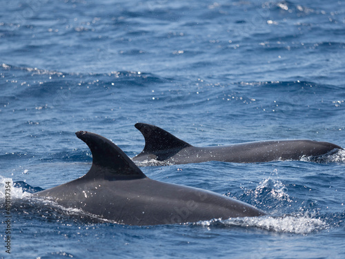 Obraz na płótnie Dolphin sighting in Azores Island Atlantic Ocean w salonie