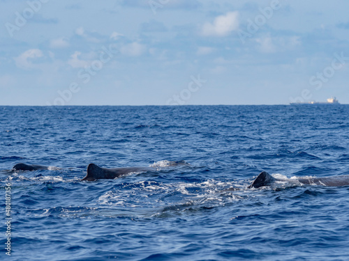 Obraz na płótnie Sperm whale sighting in Azores Island Atlantic Ocean w salonie
