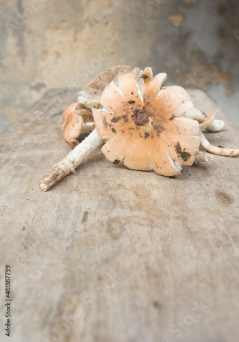 Close up, Termitomyces fuliginosus Heim mushroom photo