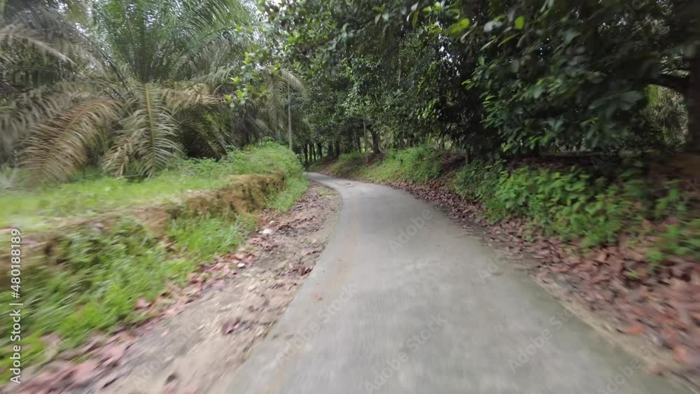 Speeding drive at asphalt road in plantation of oil palm tree Speeding drive at asphalt road in plantation of oil palm tree