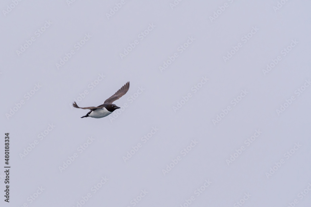 Brunnich's guillemot (Uria lomvia) or Thick-billed murre in flight over Svalbard, Norway. Brunnich's guillemot (Uria lomvia) or Thick-billed murre in flight over Svalbard, Norway.