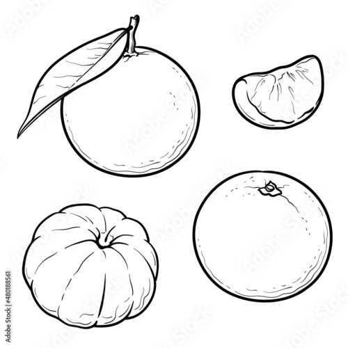 Set of fresh tangerine or mandarin fruits isolated on white background. Vector illustration.