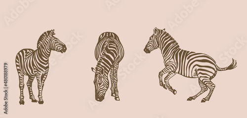 Vector  vintage collection of zebra   graphical illustration 