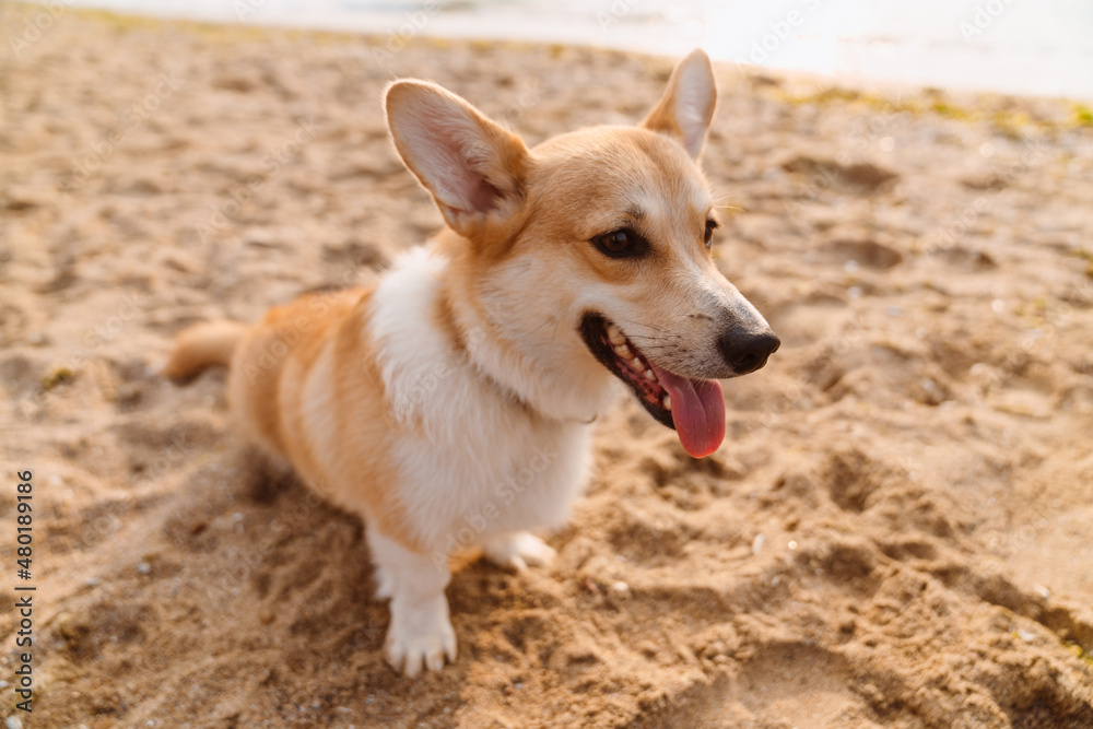 Photo of corgi playing in sand at beach