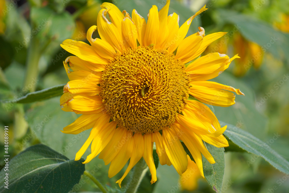 Obraz premium sunflower in the garden