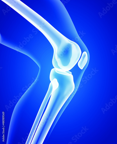 Educational medical illustration of leg bones and knee.