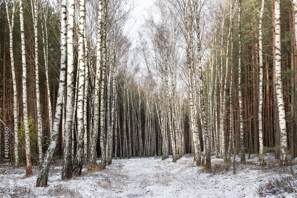 Forest winter landscape. Birch trees, snow-covered road in the forest. Poland, Masovia. January