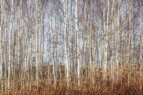 Wallpaper Mural Birch trunks as a wooden background. Winter Torontodigital.ca