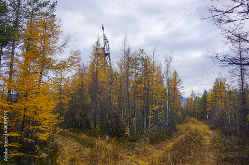 Taiga in autumn in the Trans Baikal Territory