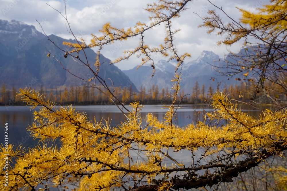 Obraz premium Branches of yellow larch in autumn