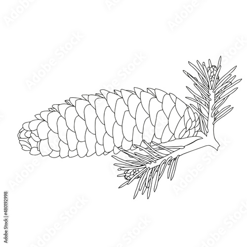 Black outline hand drawing vector illustration of a cone and Christmas fir branches isolated on a white background