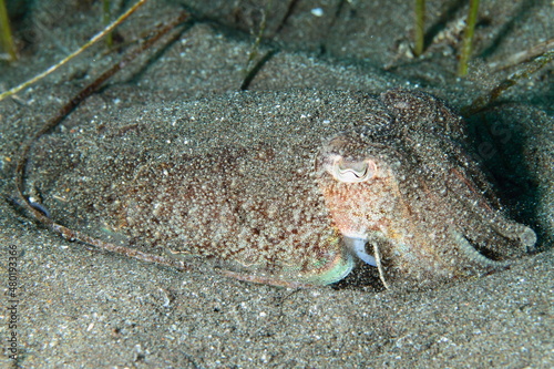 Cuttlefish on the sand at the bottom of the sea
