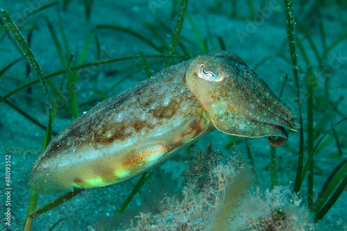 Cuttlefish on the sand at the bottom of the sea