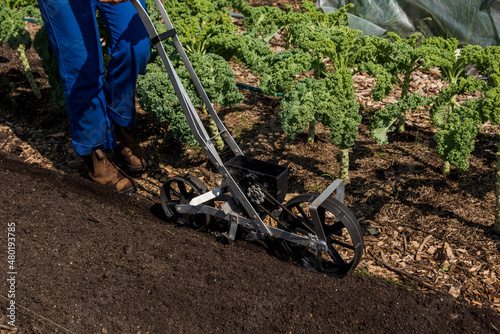 Urban farmer using a precision garden seeder photo